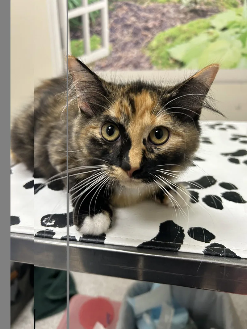 A baby medium-sized female Domestic Medium Hair cat named Callie for adoption in Lancaster, PA