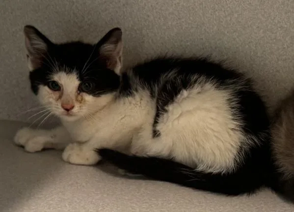 A baby small-sized female Domestic Short Hair cat named Poppy for adoption in Stratham, NH
