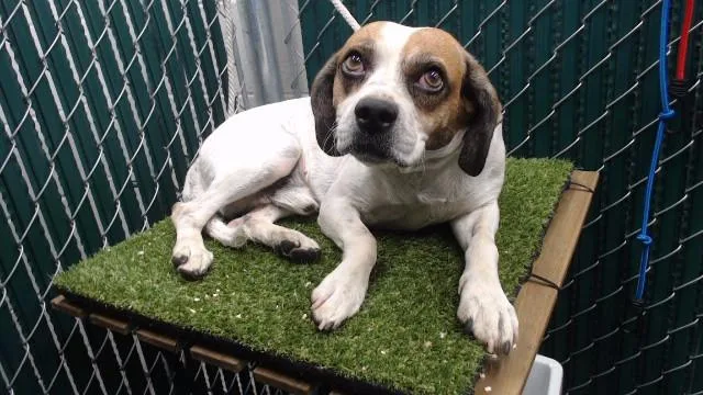 An adult medium-sized male Beagle dog named Baby for adoption in Downey, CA
