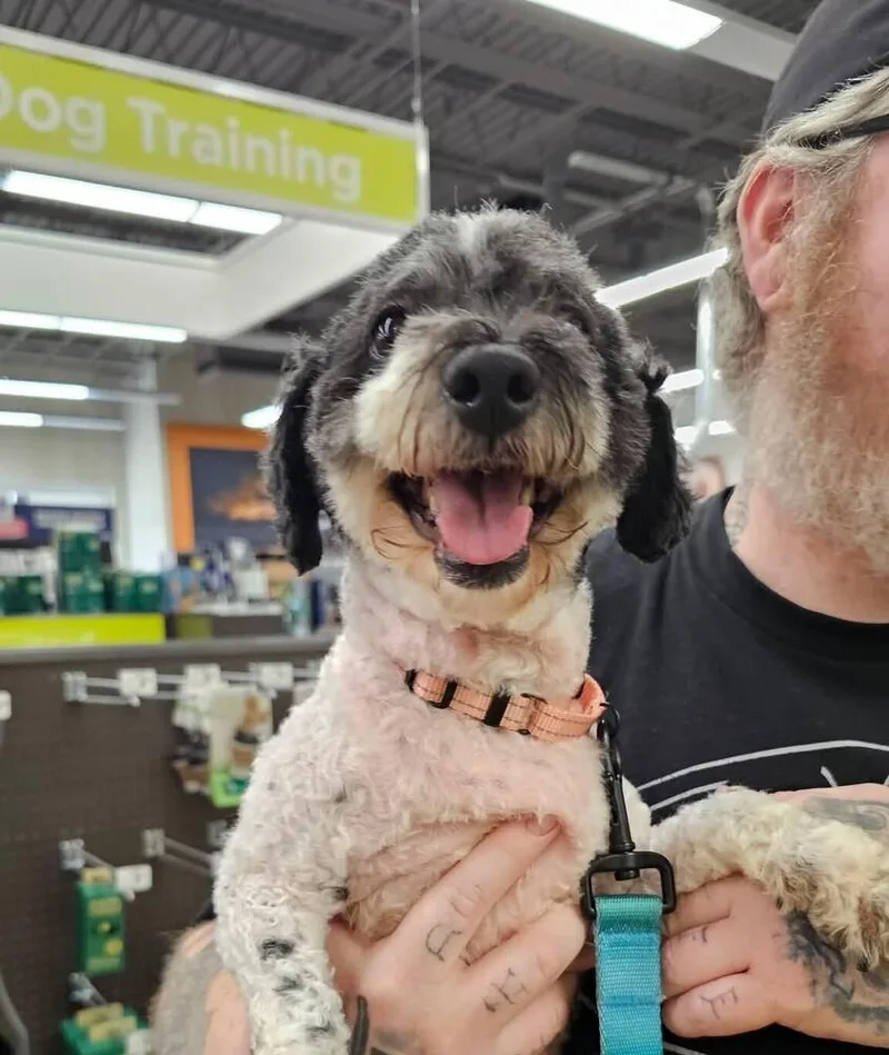 An adult small-sized female Tricolor (Brown, Black, & White) Poodle dog named Pebbles for adoption in Peoria, IL