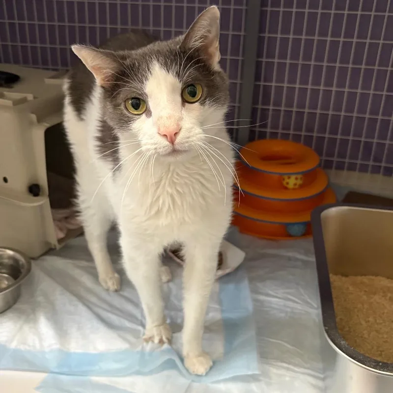 A senior medium-sized male Gray / Blue / Silver Domestic Short Hair cat named Lily for adoption in Middle Village, NY