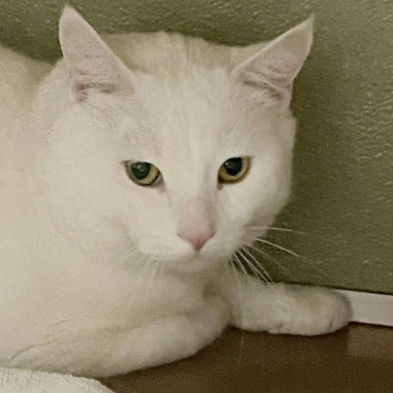 Creme Brulee thumbnail 2