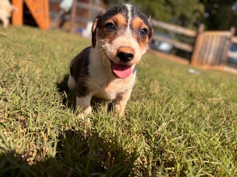 A baby small-sized female Terrier dog named Frappuccino Aug for adoption in Pacolet, SC