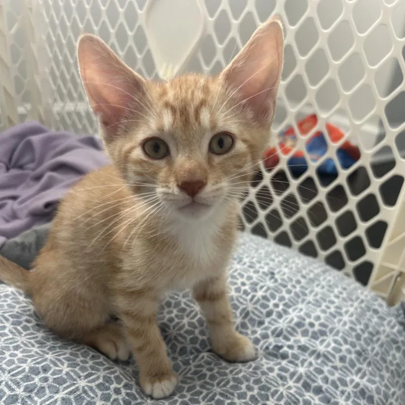 A baby small-sized male Orange / Red Domestic Short Hair cat named Alfredo for adoption in Wheeling, IL