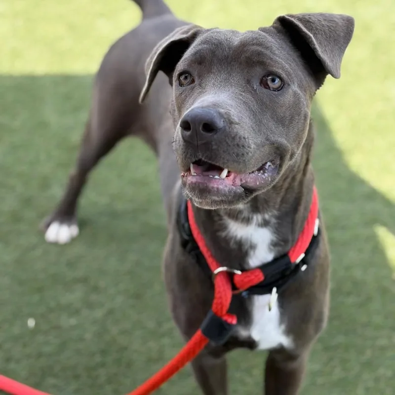 An adult large-sized female Brindle Mixed Breed dog named Linda for adoption in Medford, NJ