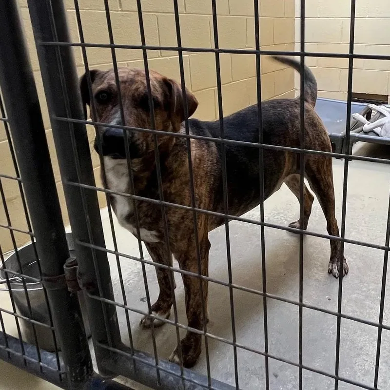 Brindley thumbnail 2