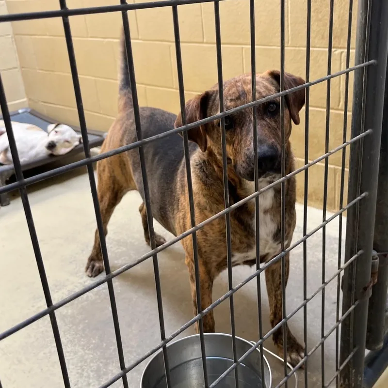 Brindley thumbnail 3