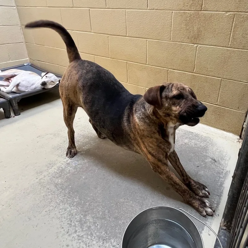 Brindley thumbnail 4