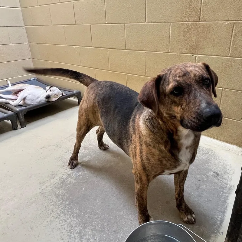 Brindley thumbnail 5