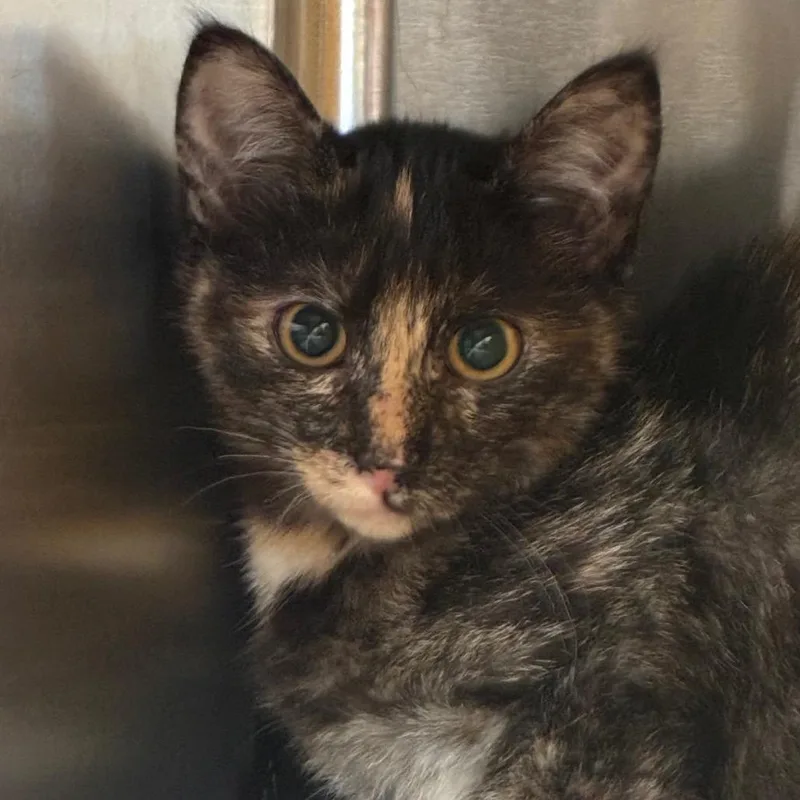 A baby small-sized female Tortoiseshell Domestic Short Hair cat named Smeagol for adoption in Manhattan, KS