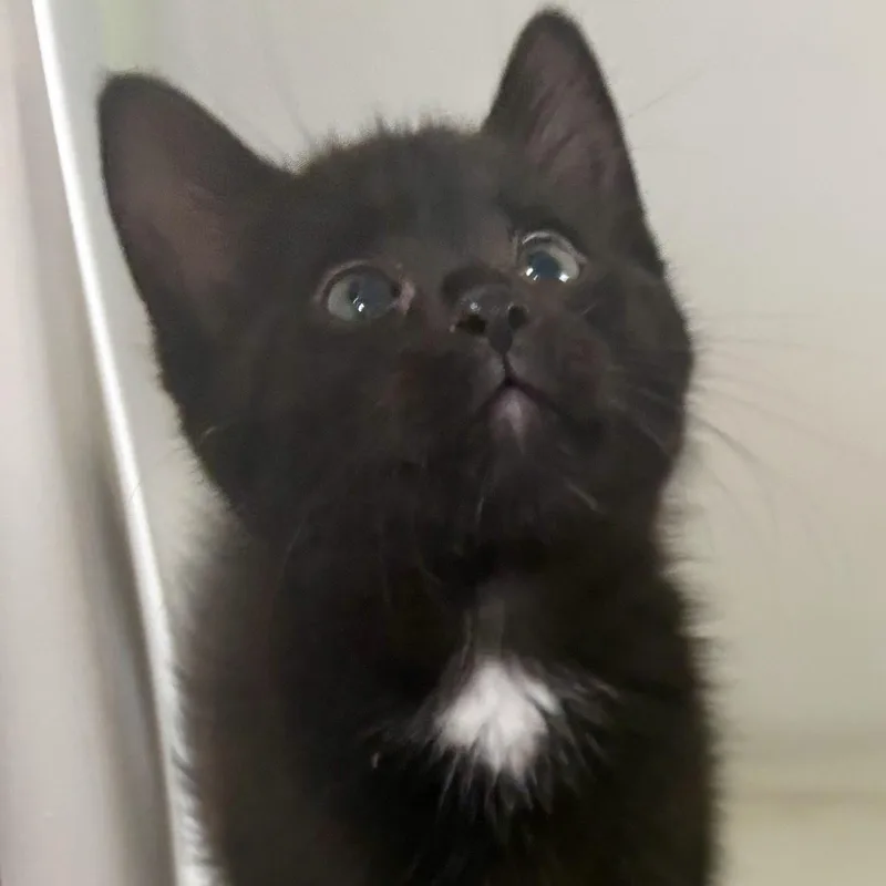 A baby medium-sized female Black Domestic Short Hair cat named Yang for adoption in Charles City, IA