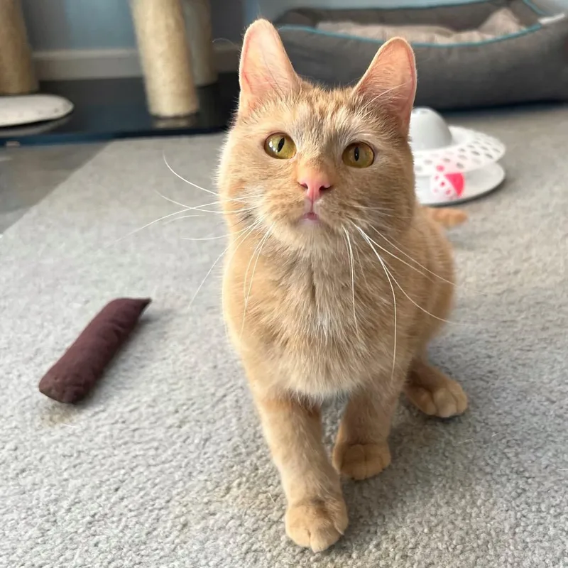 A young small-sized female Tabby (Orange / Red) Domestic Short Hair cat named Madam for adoption in Stoughton, WI