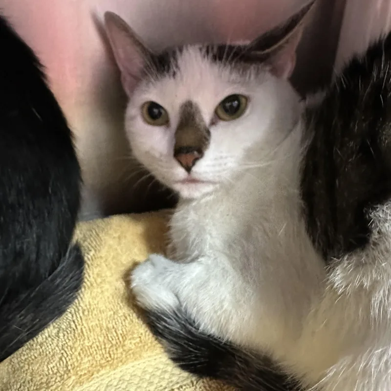 A young medium-sized female Domestic Short Hair cat named Zara Zoe & for adoption in Clifton, NJ