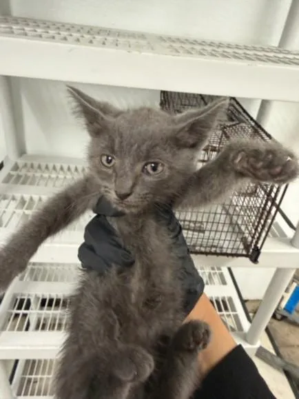 A baby small-sized female Domestic Short Hair cat named Mochi for adoption in Van Nuys, CA