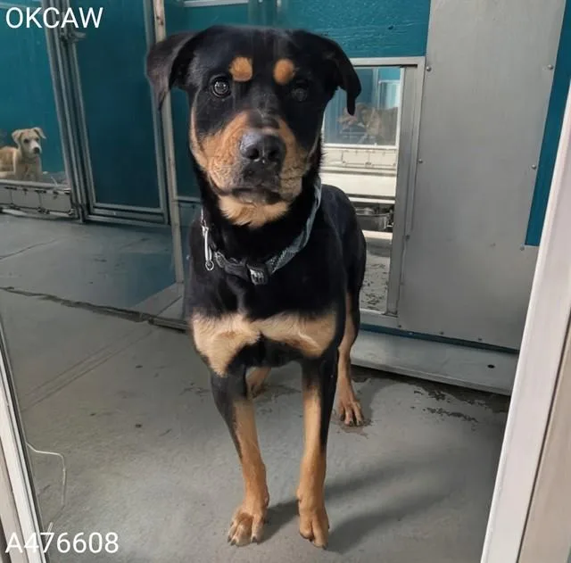 A young large-sized male Rottweiler dog named A for adoption in Oklahoma City, OK