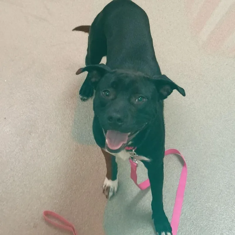 A baby medium-sized female Pit Bull Terrier dog named Dainty for adoption in Lynchburg, VA