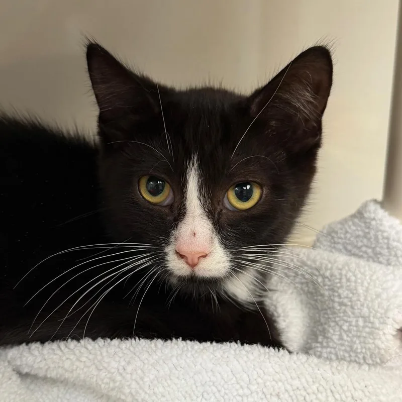 A baby small-sized male Black Domestic Short Hair cat named Home Depot for adoption in East Hanover, NJ