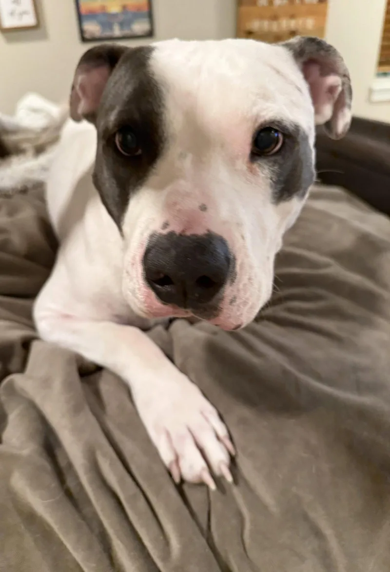 An adult large-sized female Pit Bull Terrier dog named Hera for adoption in Fort Collins, CO