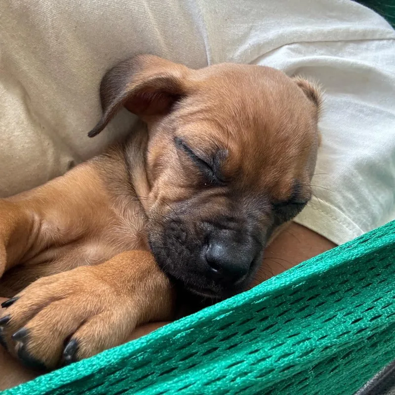 A baby medium-sized male Yellow / Tan / Blond / Fawn Boxer dog named Gouda for adoption in Kansas City, MO