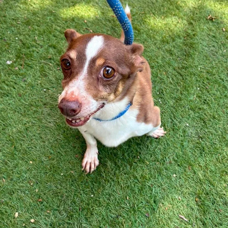 A senior small-sized male Brown / Chocolate Chihuahua dog named Timothy AKA Timmy EJS for adoption in Austin, TX
