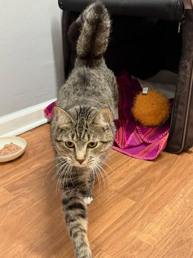 A young small-sized female Tabby cat named Harper for adoption in Lovingston, VA