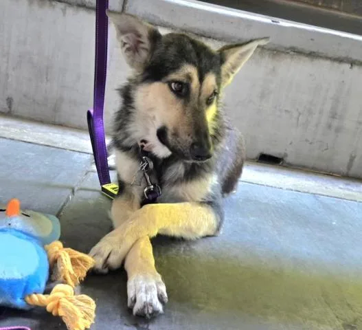 A young medium-sized female Black Shepherd dog named Velma   Hours for adoption in Thousand Oaks, CA