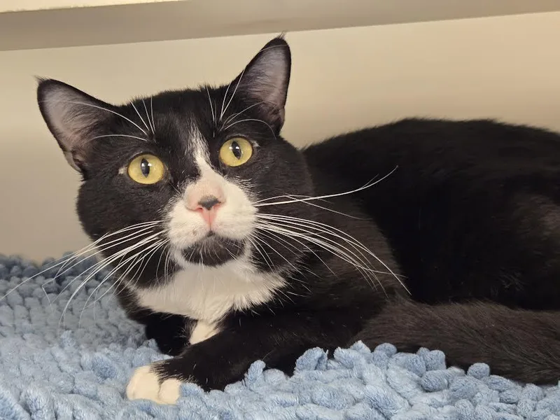 An adult medium-sized male Black & White / Tuxedo Domestic Short Hair cat named Splinter for adoption in Bellingham, WA