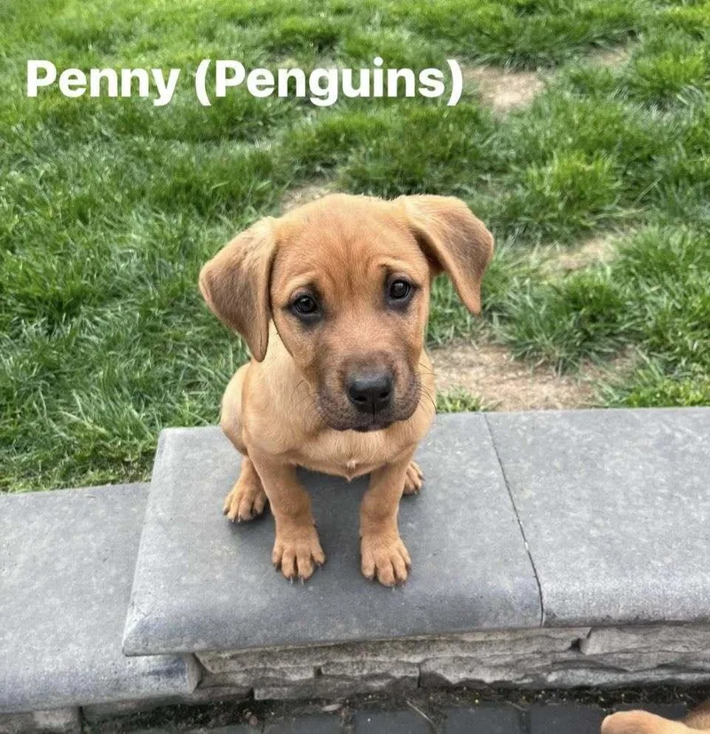 A baby large-sized female Labrador Retriever dog named Penny for adoption in Irwin, PA