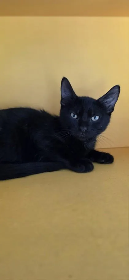 A baby small-sized male Domestic Short Hair cat named Fresh Prince for adoption in Honolulu, HI
