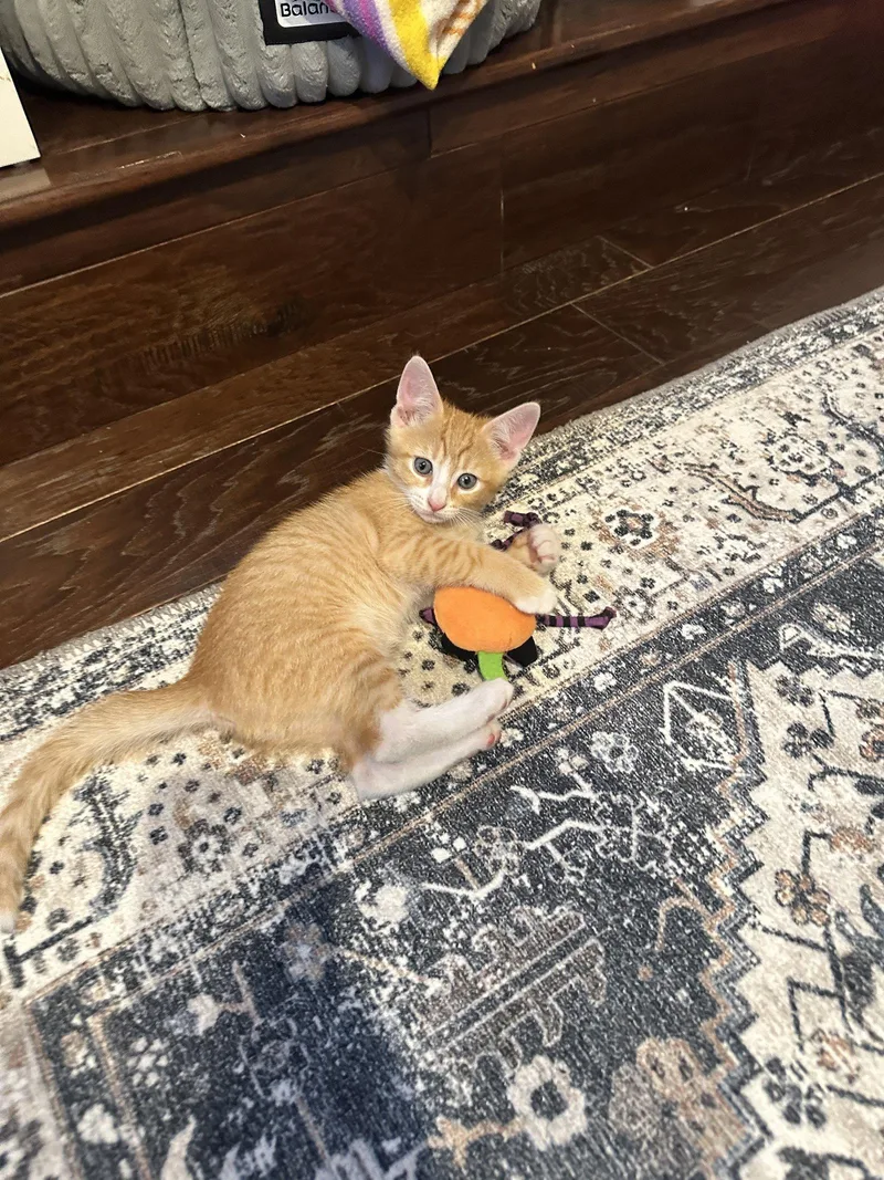 A baby small-sized male Tabby cat named Logan Ingram for adoption in Saunderstown, RI