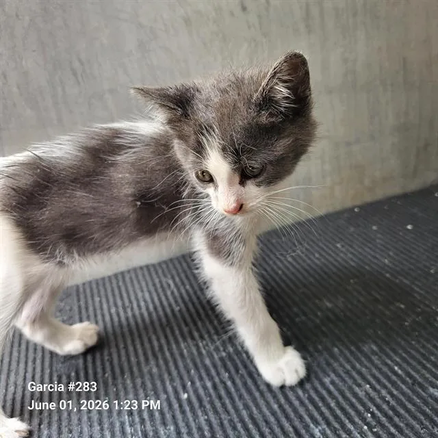 A baby small-sized female Domestic Short Hair cat named Belle for adoption in San Antonio, TX