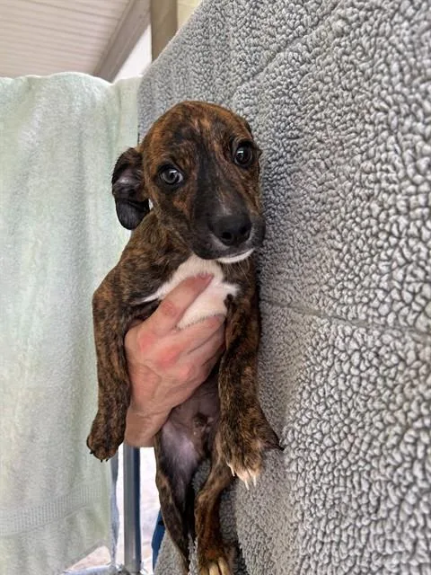 A baby medium-sized male Hound dog named Beryllium for adoption in Cookeville, TN