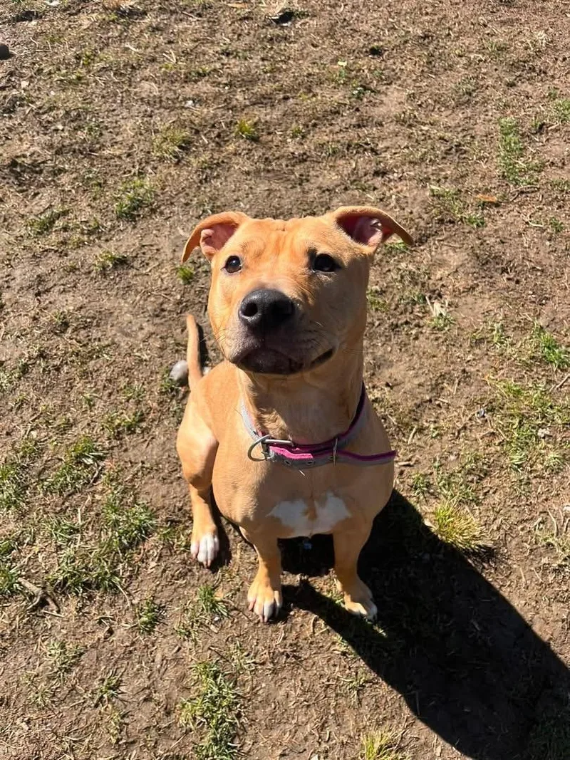 A young medium-sized female Golden Pit Bull Terrier dog named Sandy for adoption in Yonkers, NY