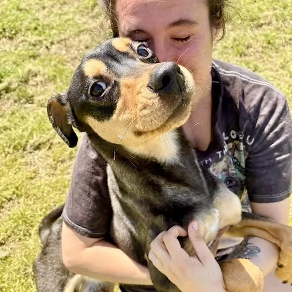 A young medium-sized male Bicolor Mixed Breed dog named Denny for adoption in Tunica, MS