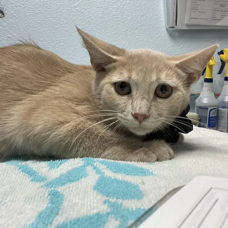 A baby small-sized female Buff / Tan / Fawn Domestic Short Hair cat named Marmalade for adoption in Riverside, CA