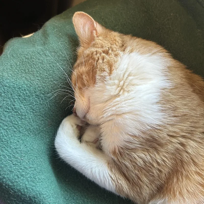 An adult large-sized male Orange / Red Domestic Short Hair cat named Garfield for adoption in Saint Charles, MO