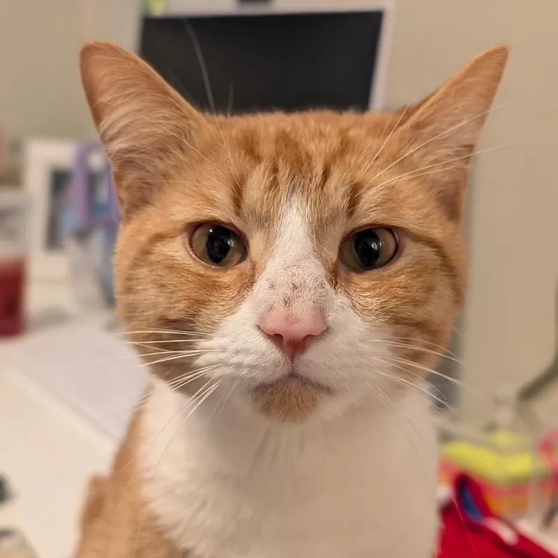 Garfield thumbnail 3