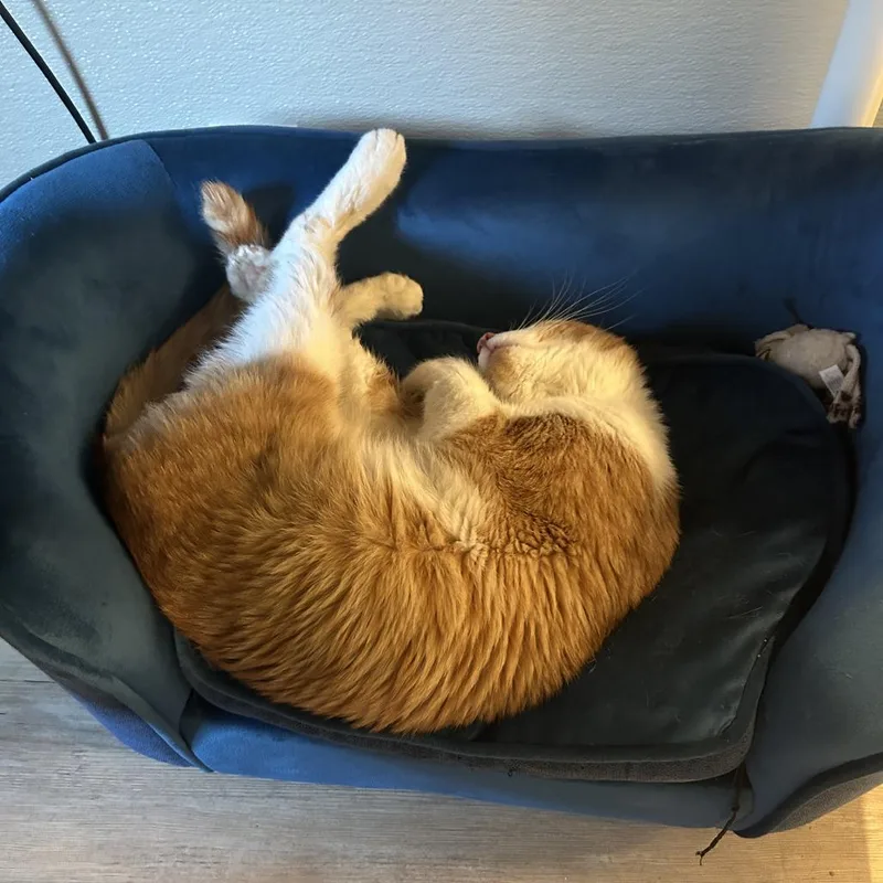 Garfield thumbnail 4