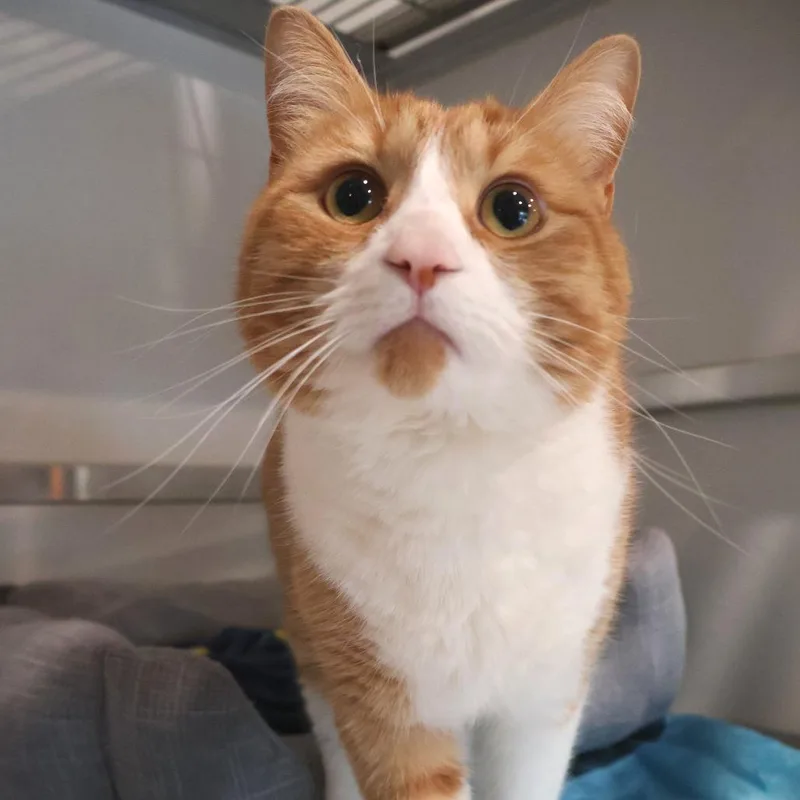 Garfield thumbnail 5