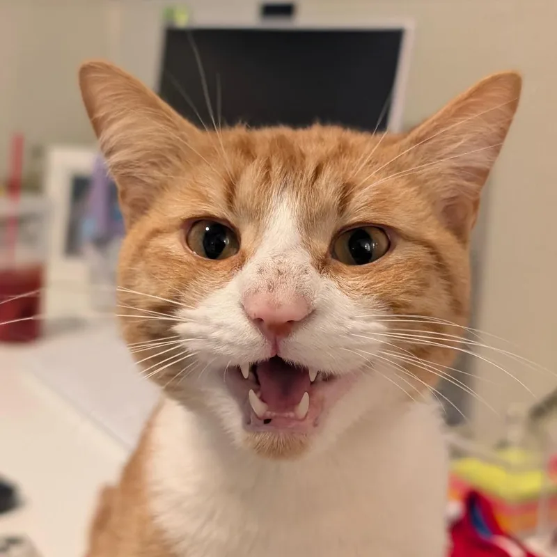 Garfield thumbnail 6