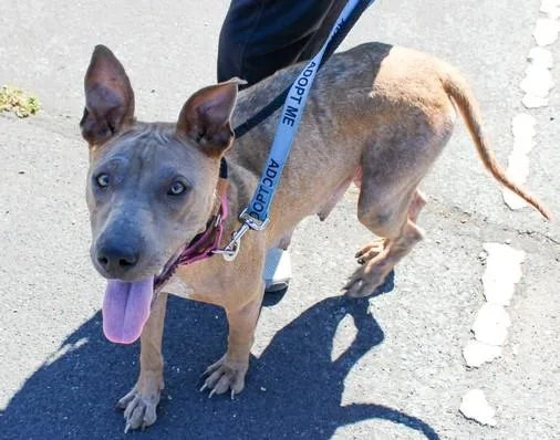 An adult medium-sized female Pit Bull Terrier dog named Adele for adoption in Martinez, CA