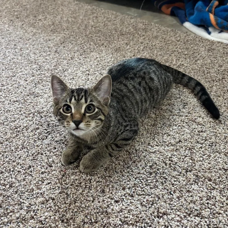 A baby small-sized male Domestic Short Hair cat named Geno for adoption in Bismarck, ND