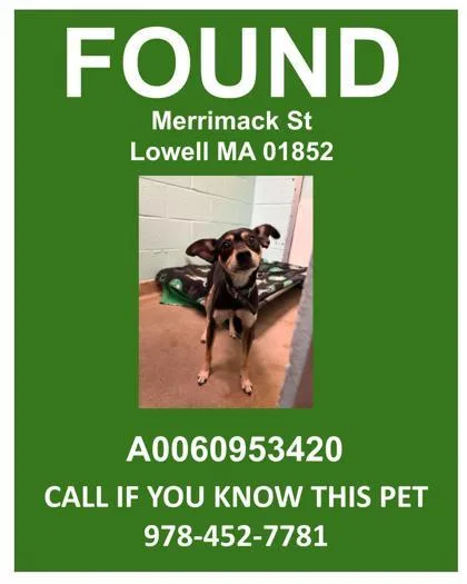 An adult medium-sized male Mixed Breed dog named Merrimack for adoption in Lowell, MA