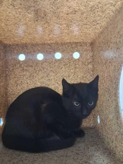 A baby small-sized male Domestic Short Hair cat named Pollux for adoption in Sevierville, TN