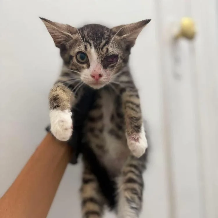 A baby small-sized male Brown / Chocolate Domestic Short Hair cat named Uncle Sam for adoption in Long Island City, NY