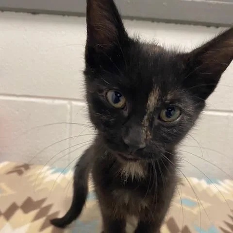 A baby small-sized female Black Domestic Short Hair cat named Buttercup for adoption in Dayton, OH
