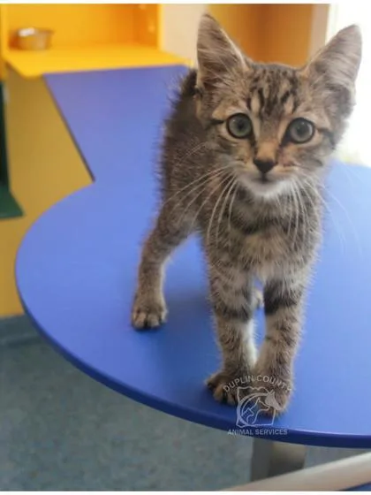 A baby small-sized male American Shorthair cat named Bobby for adoption in Kenansville, NC