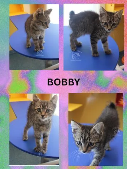 Bobby thumbnail 3