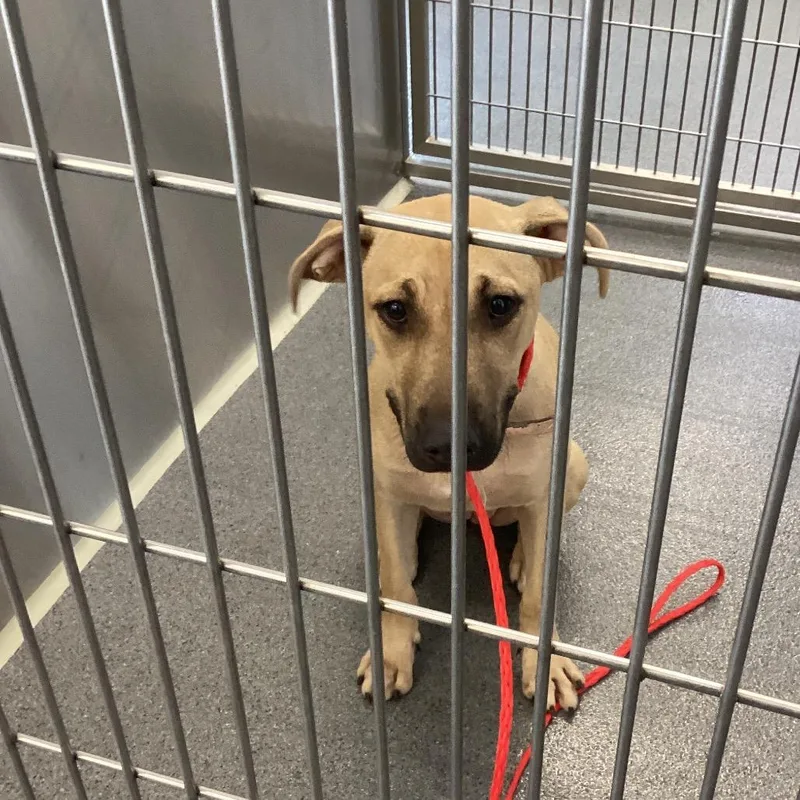 A young medium-sized female Brown / Chocolate Terrier dog named DaiseyMae for adoption in Montgomery, AL