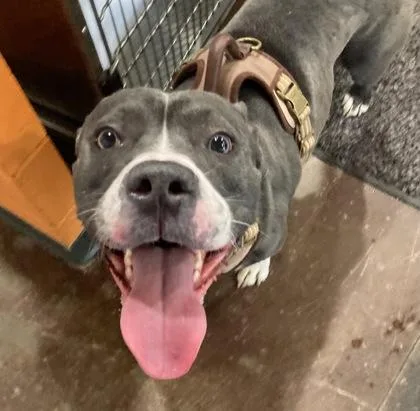 An adult extra large-sized male Mixed Breed dog named Kodak for adoption in Cincinnati, OH